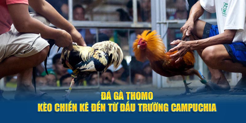 Những hình thức chọi gà hấp dẫn nhất tại sảnh i9bet