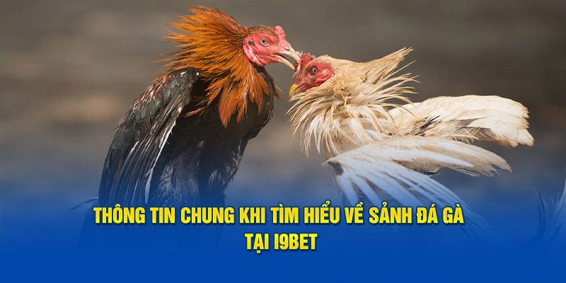 Tìm hiểu tổng quan những điều cần nắm được về sảnh đá gà i9bet